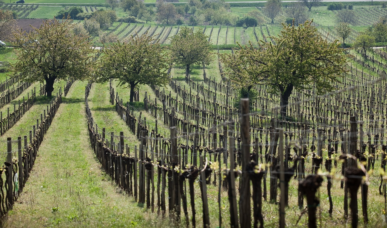 Austrian Diversit t JancisRobinson